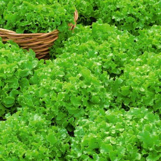 Sałata liściowa Salad Bowl zielona, dębolistna