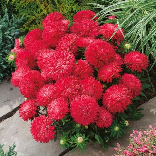 Aster chiński karłowy – Milady Scarlet - 500 nasion