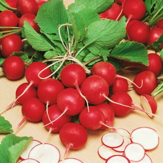 Rzodkiewka Cherry Belle - NASIONA OTOCZKOWANE - 300 nasion