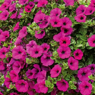 Petunia zwisająca, Surfinia purpurowofioletowa Rubina - 80 nasion