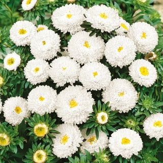 Aster chiński pomponowy biały - 500 nasion