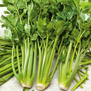 Seler naciowy Verde Pascal - liście grube, smaczne, jasnozielone - 2600 nasion
