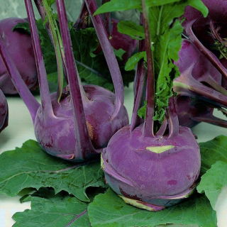 BIO Kalarepa Delikatess blauer - Certyfikowane nasiona ekologiczne