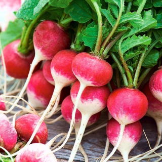 Rzodkiewka Ewka - czerwona z białym końcem