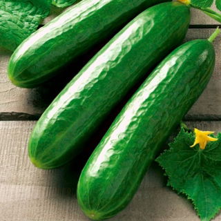 BIO Ogórek gruntowy sałatkowy Vert Long Maraicher - Certyfikowane nasiona ekologiczne