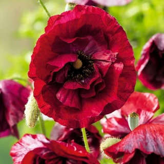 Mak polny Pandora - cieniowane kwiaty