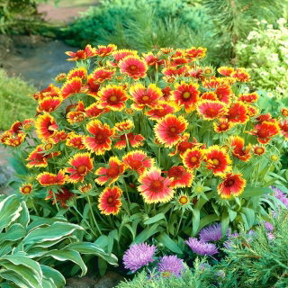 Dzianwa trwała Kobold