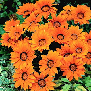 Gazania Orange With Ring