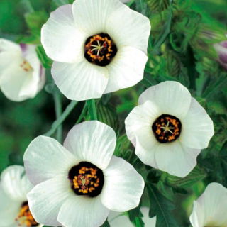 Hibiskus letni
