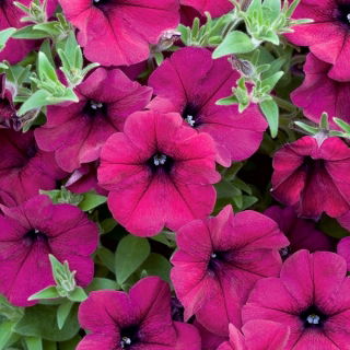 Petunia ogrodowa Symfonia - amarantoworóżowa z ciemną gardzielą