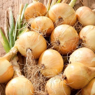 Cebula Cordia F1 - średniopóźna