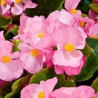 Begonia Papillon Rose - stale kwitnąca, jasnoróżowa, odmiana zielonolistna