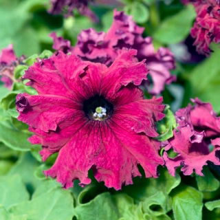 Petunia ogrodowa Gottfried Michaelis - strzępiasta, wiśniowo-fioletowa