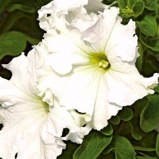 Petunia ogrodowa Koronkowy Welon - biała