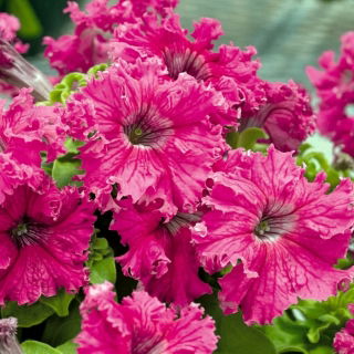 Petunia ogrodowa Zorza Wieczorna - ciemnoróżowa