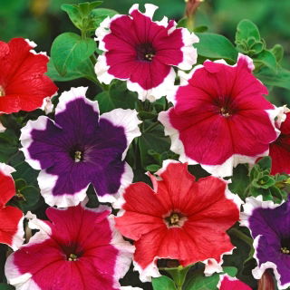 Petunia o kwiatach białoobrzeżonych - 80 nasion