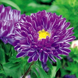 Aster chiński Contraster - ciemnoniebieski - 250 nasion