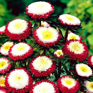 Aster chiński Gusford Supreme - 500 nasion