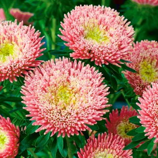 Aster chiński książęcy Niusia