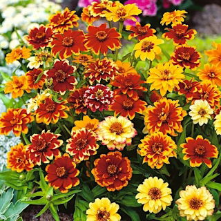 Cynia perska - mieszanka - 375 nasion