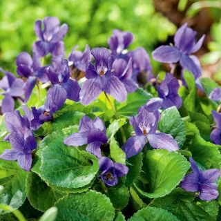 Fiołek Wonny ( Viola Odorata ) - 120 nasion