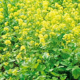 Gorczyca biała konsumpcyjna - 1 kg - 130000 nasion