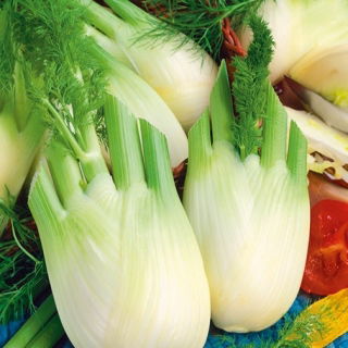 Fenkuł, Koper włoski Doux de Florence