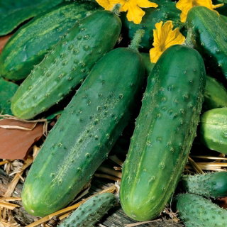 Ogórek Tarot F1 - gruntowy, wysoki plon wczesny - 175 nasion