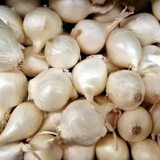 Cebula dymka - biała - 0,5kg