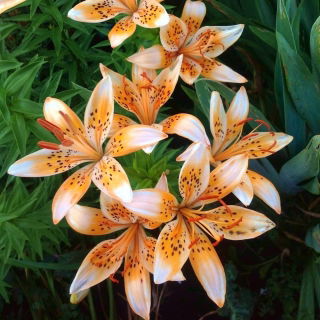 Lilia - Orange Electric