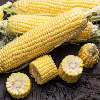 Kukurydza cukrowa Ammonia - średnio wczesna, do bezpośredniego spożycia i na przetwory