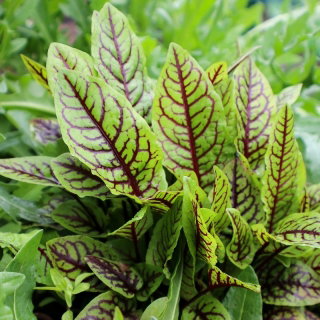 Szczaw gajowy Blutampfer