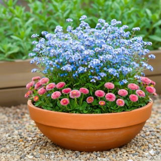 Stokrotka różowa + niezapominajka - zestaw 2 gatunków nasion