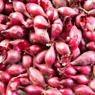 Cebula dymka - czerwona - 0,5kg