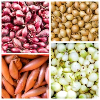 Cebula dymka - mix - 4 x 1 kg