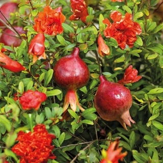 Granat niski - 27 nasion