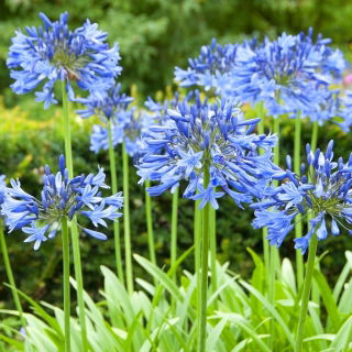 Agapanthus Blue - Agapant niebieski - 1 kłącze
