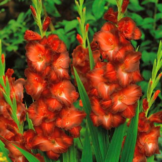 Gladiolus - Mieczyk czekoladowy Chocolate - 5 cebulek