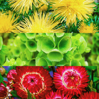 Litewska flaga - zestaw 3 odmian nasion kwiatów