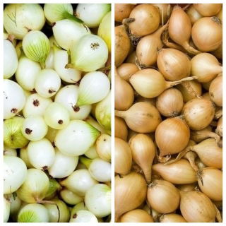 Cebula dymka - żółta + biała - 2 x 5 kg