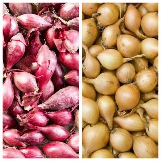 Cebula dymka - żółta + czerwona - 2 x 5 kg