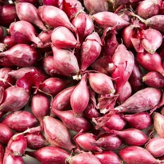 Cebula dymka - mix - 4 x 1 kg