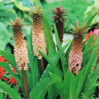 Eukomis czubaty - Eucomis comosa - 2 cebule
