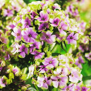 Floks (Phlox) - Płomyk wiechowaty - Sherbet Blend - 1 kłącze