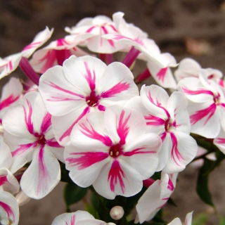 Floks (Phlox) - Płomyk wiechowaty - Twister - 1 kłącze