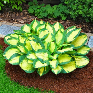 Funkia niska - Hosta Popcorn - 1 kłącze