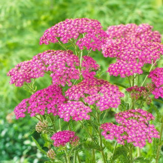 Krwawnik pospolity - Lilac Beauty - fioletowy