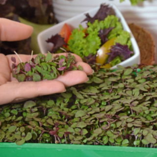 Microgreens - Pachnotka zwyczajna fioletowa - młode listki o unikalnym smaku - 3000 nasion