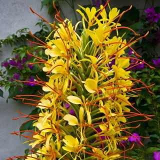 Wianecznik Gardnera - Hedychium gardnerianum - 1 duże kłącze
