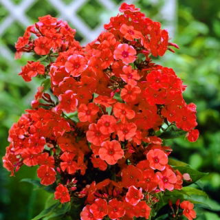 Floks (Phlox) - Płomyk wiechowaty pomarańczowy - 1 kłącze